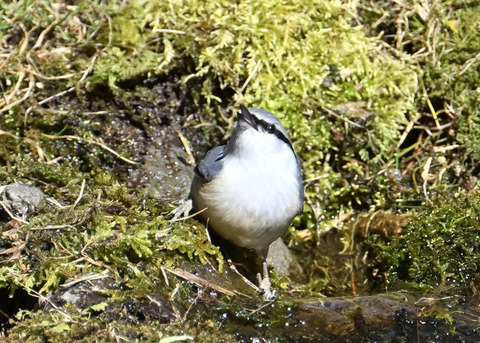 ゴジュウカラ7637