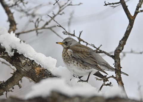 ノハラツグミ1316○