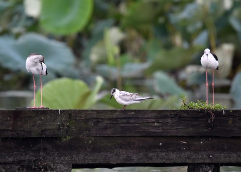 クロハラアジサシ幼鳥2665