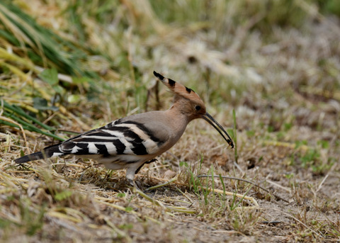 ヤツガシラ3977-01