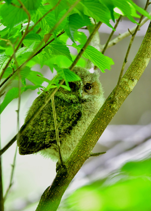 オオコノハズクのヒナ③4095