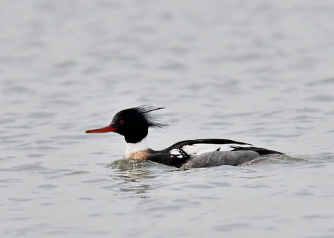 ウミアイサ♂8051