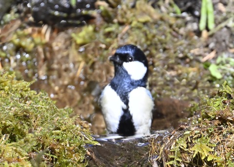 シジュウカラ7533