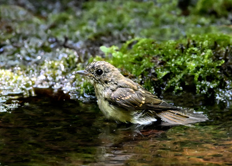 オオルリ♀幼鳥3788
