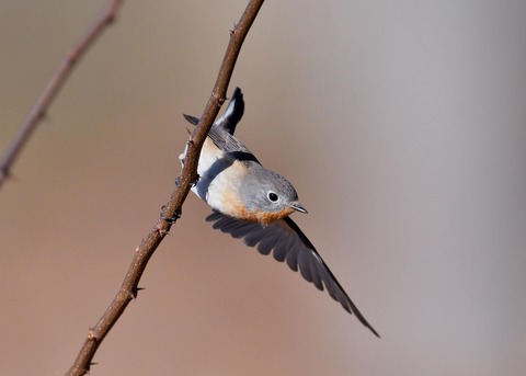 ニシオジロビタキ♂1849