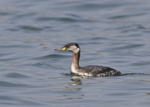 ｱｶｴﾘｶｲﾂﾌﾞﾘ8415