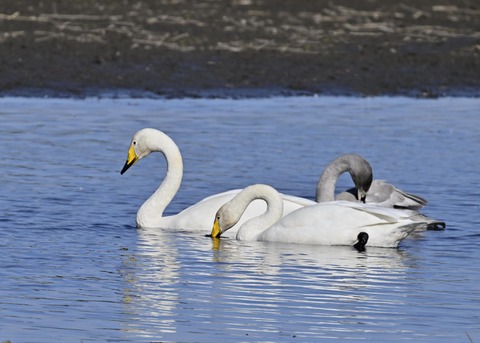 オオハクチョウ3319
