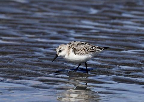 ミユビシギ夏羽→冬羽8847
