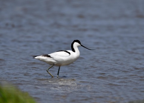 ソリハシセイタカシギ8915