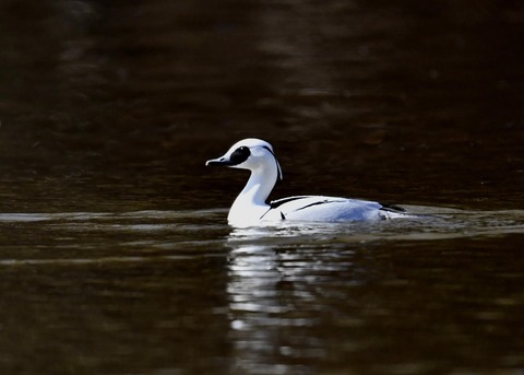 ミコアイサ♂7790
