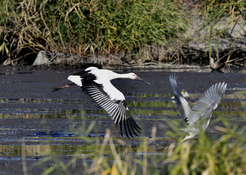 コウノトリ(J0189)6430