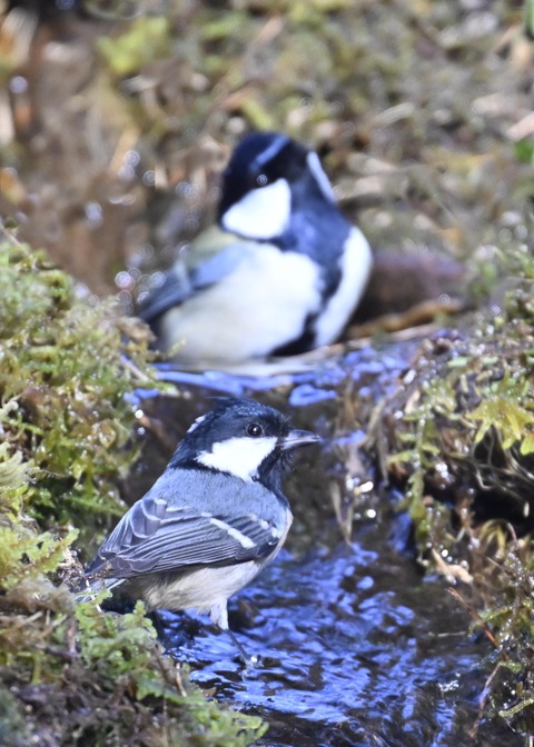 シジュウカラ7444