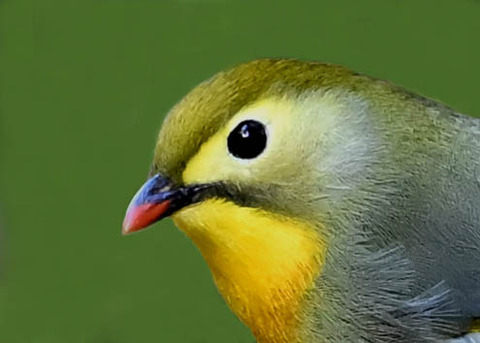 ソウシチョウ2001