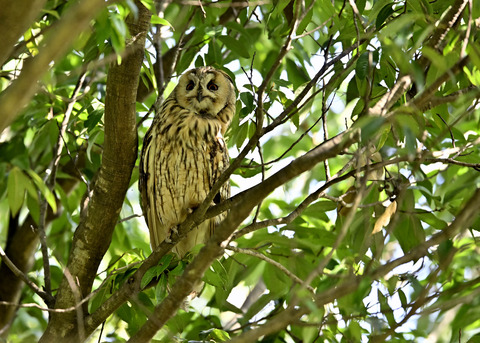 トラフズク♂3289