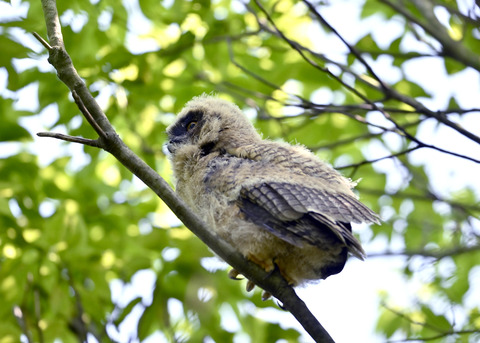 トラフズクのヒナ0668