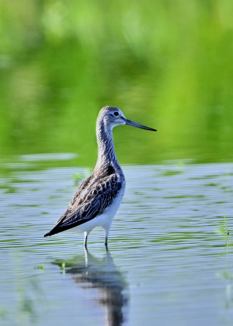 アオアシシギ6219