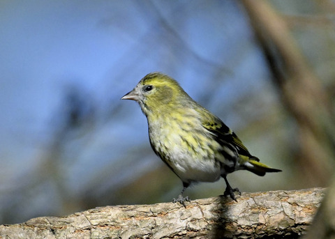 マヒワ♀8618