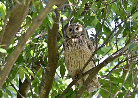 トラフズク♂2996