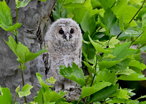 フクロウの雛5990
