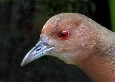 ヒクイナ4000(4686)