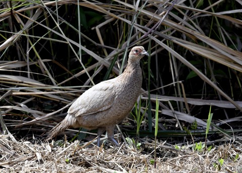 キジの♀4408○