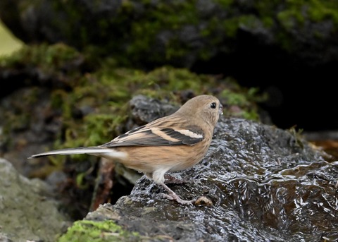 ベニマシコ♀冬羽1784