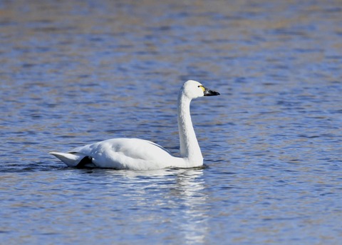 アメリカコハクチョウ①0281