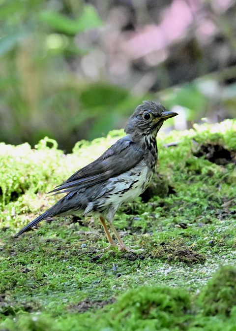 クロツグミ♂幼鳥5525
