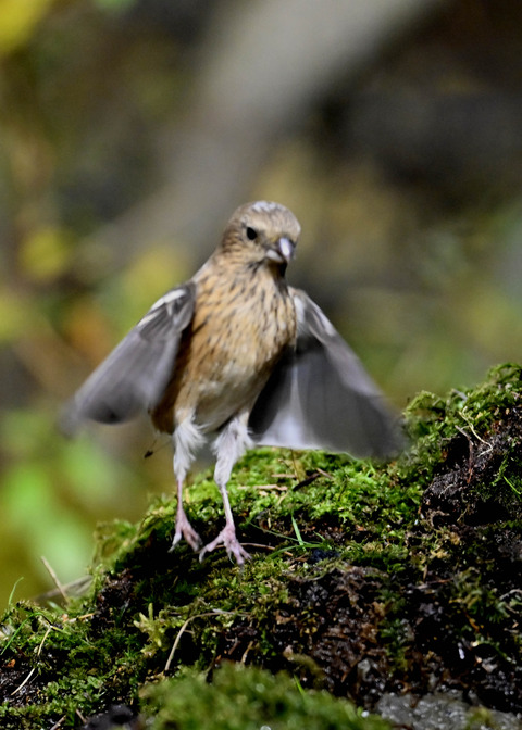 ベニマシコ♀7011