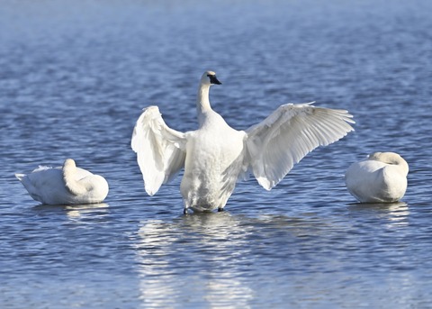 アメリカコハクチョウ8756