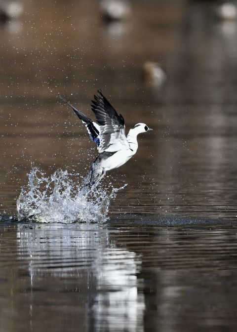 ミコアイサ♂8502