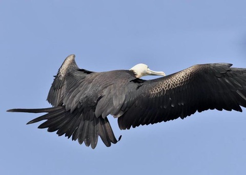 オオグンカンドリB3854