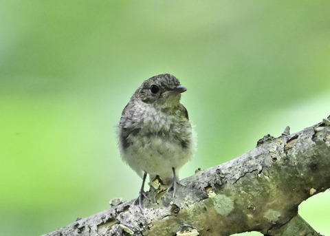 キビタキ幼鳥8702