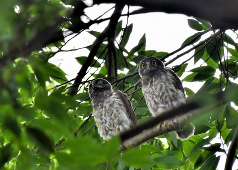 アオバズクのヒナ6603