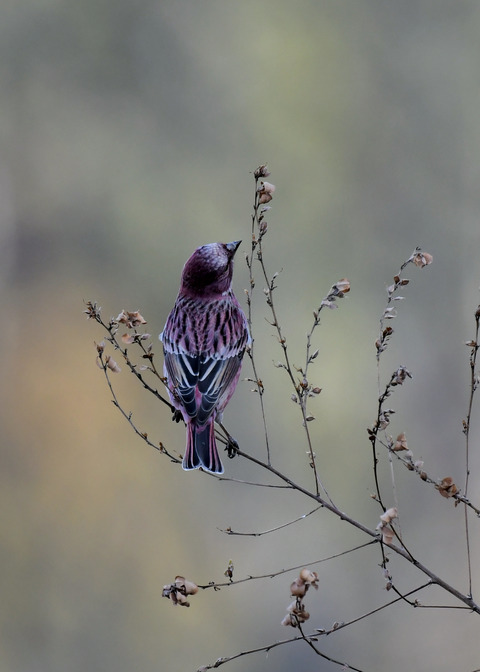 オオマシコ♂9031