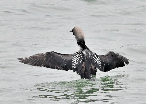 シロエリオオハム2606