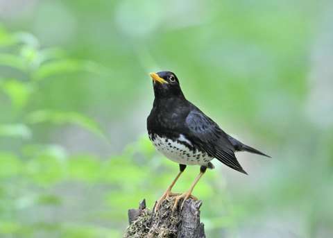 クロツグミ♂1033
