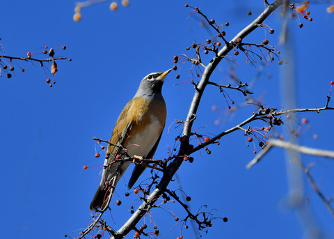 マミチャジナイ0671