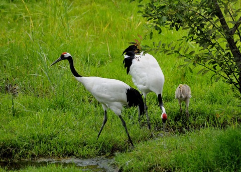 タンチョウ♂♀ヒナ0406○