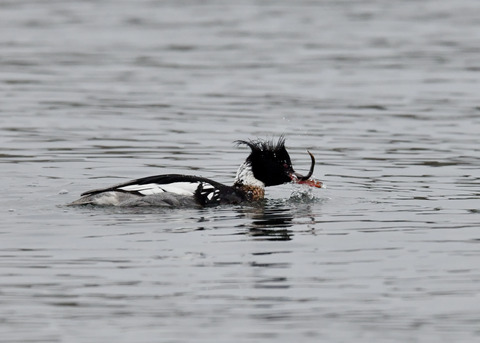 魚捕り・ウミアイサ♂6403