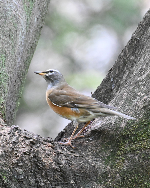 マミチャジナイ3916