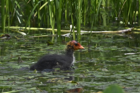 オオバンのひな6099