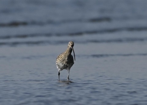 ダイシャクシギ0195