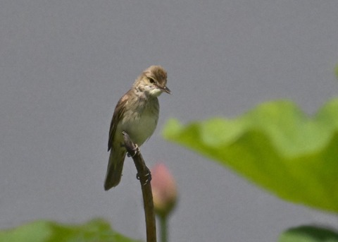 オオヨシキリ2104