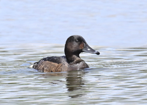 アカハジロ♀4446