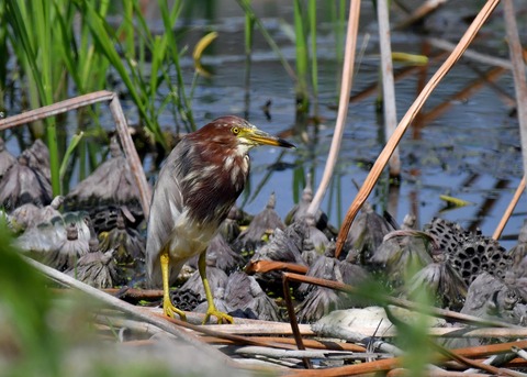 アカガシラサギ2989