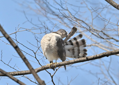 ツミ♀9627