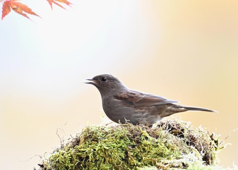 カヤククセリ6539