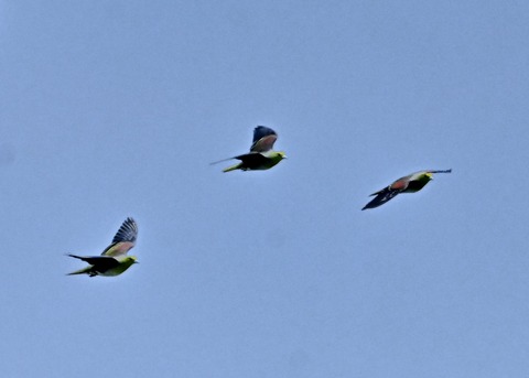 飛ぶ・アオバト♂4216