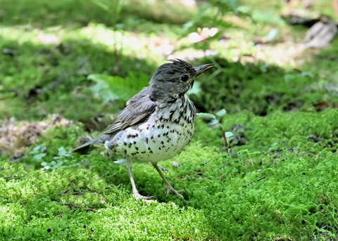 クロツグミ♀幼鳥5370